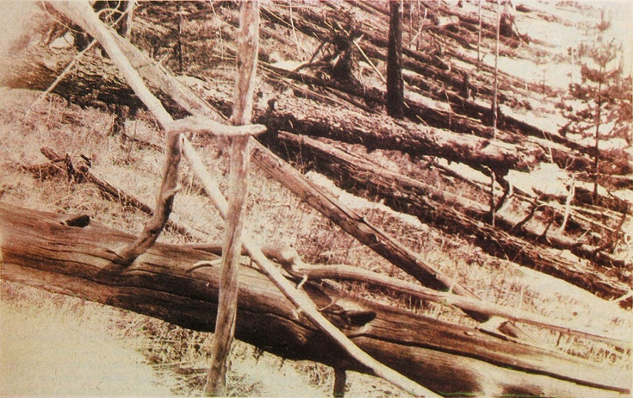 Bäume, die von einer intensiven Schockwelle umgelegt wurden, die in der Atmosphäre entstand als ein Objekt über der Tunguska am 30. Juni 1908 explodierte. Bild: Wikimedia Commons