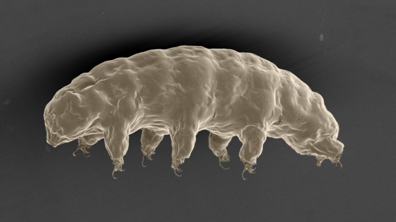 Ein Rasterelektronen-Mikroskop hat einen dieser unglaublichen Tardigrada abgebildet.